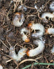 OBX Harmful Insect Grubs