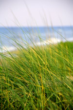 OBX Landscape Services
