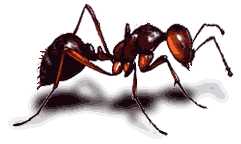 Fire Ant