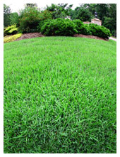 OBX Professional Lawn Landscape 